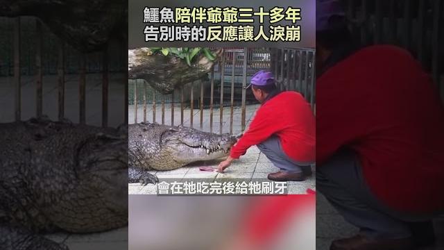 鱷魚陪伴爺爺三十多年,最後的告別令人動容落淚!#寵物 #動物 #善良 #感動 #可愛 #shorts 鱷魚陪伴爺爺三十多年,最後的告別令人動容落淚!#寵物 #動物 #善良 #感動 #可愛 #shorts