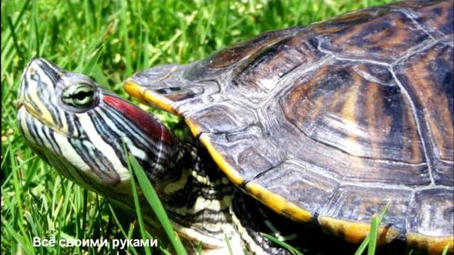 Топ-10 ошибок при содержании красноухих черепах! Топ-10 ошибок при содержании красноухих черепах!
