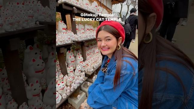 Lucky cat temple in tokyo #gotokujitemple #luckycat #manekineko #japantravel #tokyo #japantrip Lucky cat temple in tokyo #gotokujitemple #luckycat #manekineko #japantravel #tokyo #japantrip