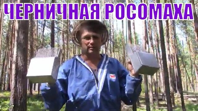Черника 2020. сбор ягоды комбайном. черничная росомаха. урожай черники в 2020 году. ягода черника. Черника 2020. сбор ягоды комбайном. черничная росомаха. урожай черники в 2020 году. ягода черника.