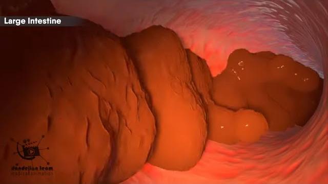 How does your body turns food into the poop? human digestive system(animation)|dandelion team How does your body turns food into the poop? human digestive system(animation)|dandelion team