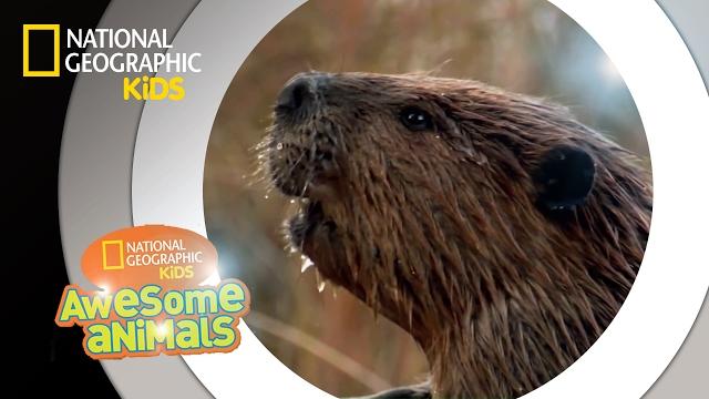 American beaver | awesome animals American beaver | awesome animals