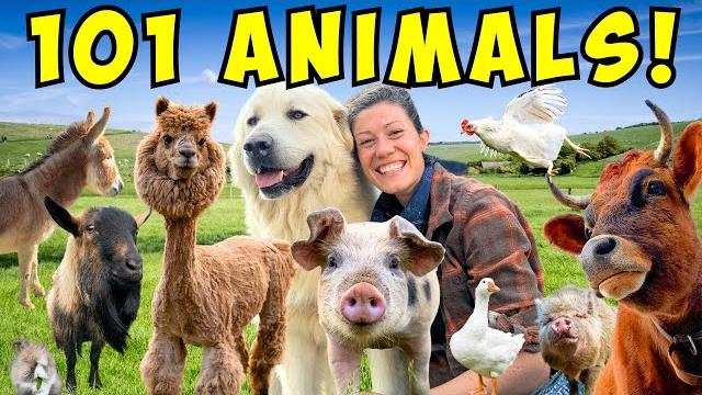 Morning chores farm tour! | meet all my animals! Morning chores farm tour! | meet all my animals!