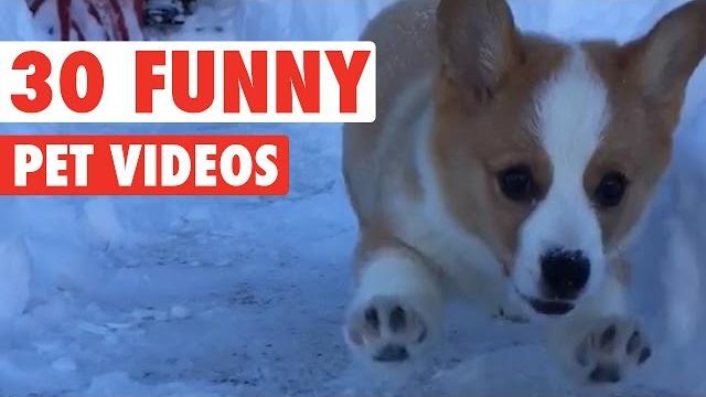 30 funny pet videos animal compilation 2016 30 funny pet videos animal compilation 2016
