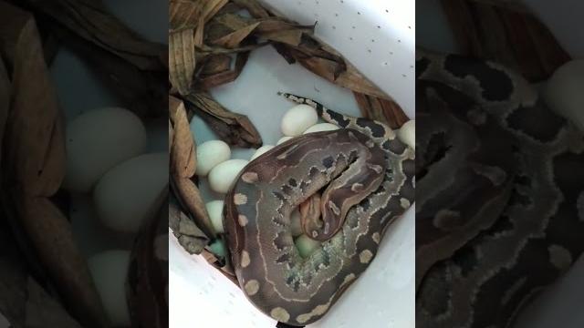 Process of short tailed python laying eggs Process of short tailed python laying eggs