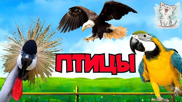 Птицы для детей. часть 2. обучающее видео со звуками и голосами птиц. учим названия птиц Птицы для детей. часть 2. обучающее видео со звуками и голосами птиц. учим названия птиц