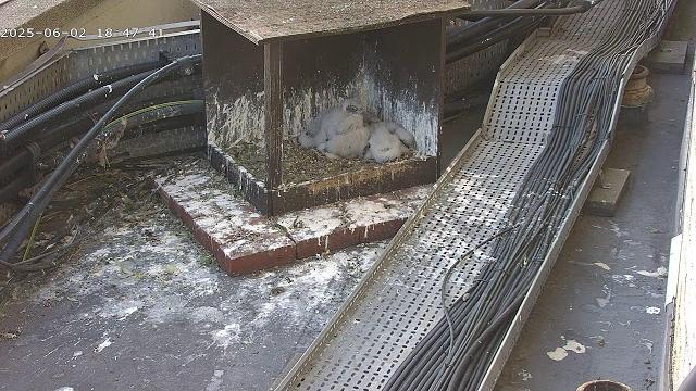 Peregrine falcons webcam 2025 Peregrine falcons webcam 2025