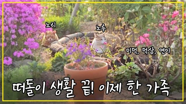 꽃이 가득한 마당에서 가족이 된 5마리의 길고양이들 꽃이 가득한 마당에서 가족이 된 5마리의 길고양이들