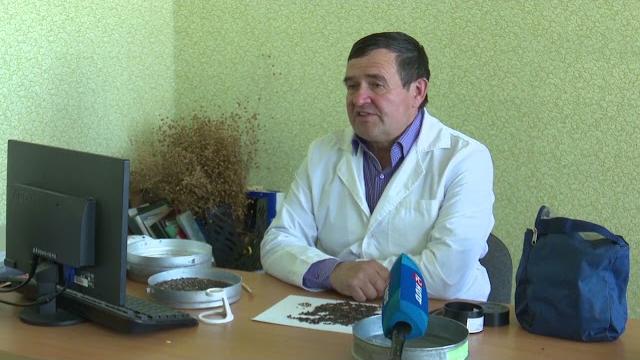 Суданская трава на южных полях mp4 Суданская трава на южных полях mp4