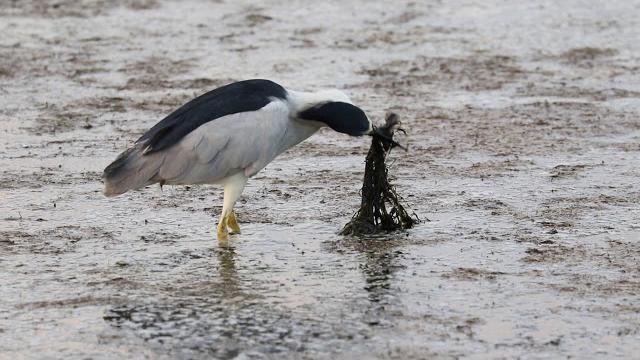 Bc night heron catching fish Bc night heron catching fish
