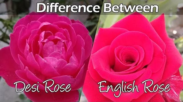 Difference between desi rose & english rose Difference between desi rose & english rose
