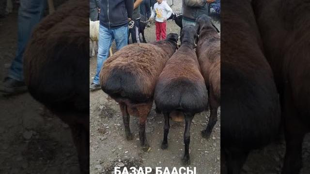 Базар баасы Базар баасы