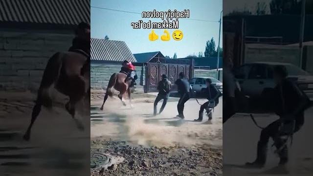 #cowboy, #rek, #horse, #kopkari, #equestrian #cowboy, #rek, #horse, #kopkari, #equestrian