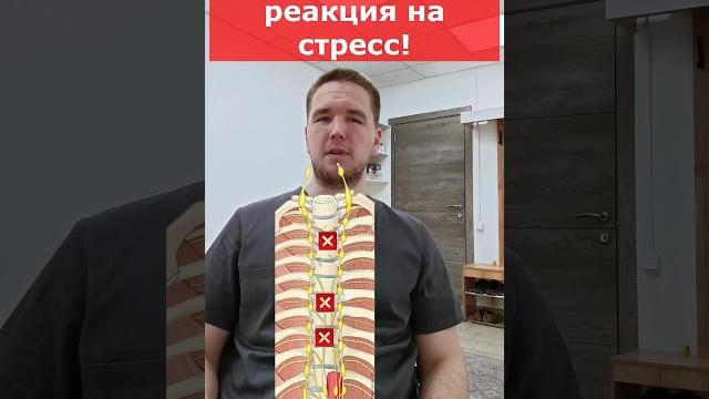 Почему от стресса болит живот? | доктор финагин Почему от стресса болит живот? | доктор финагин