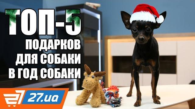 Что купить для собаки той терьер Что купить для собаки той терьер