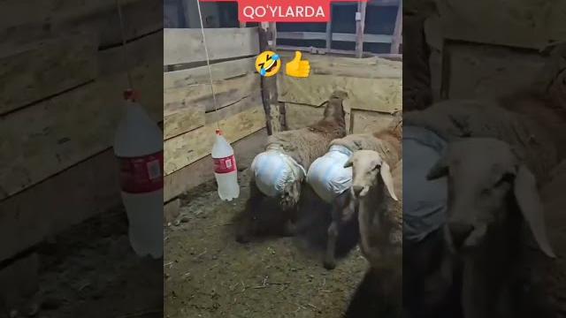 #qoylar #hasanhüseyinakan #goat #short #2023 #qoylar #hasanhüseyinakan #goat #short #2023