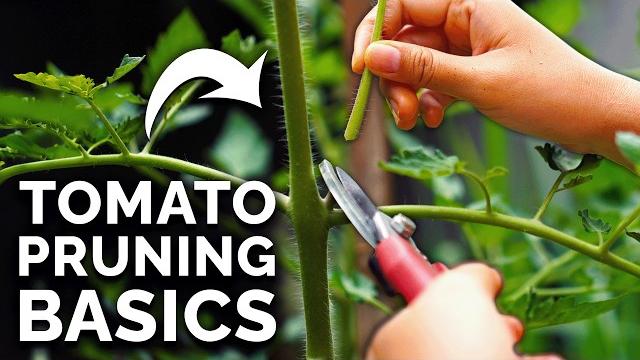 How to prune tomatoes for maximum yield and plant health How to prune tomatoes for maximum yield and plant health