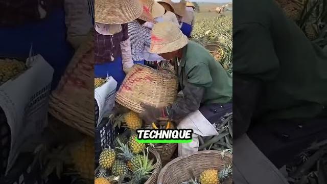 Pineapple farming… on water Pineapple farming… on water