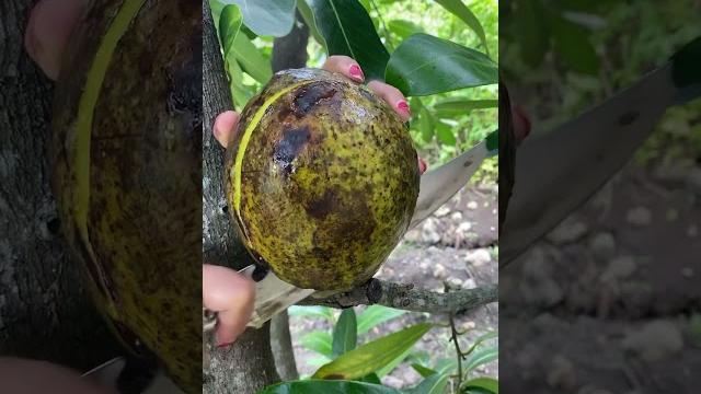 Big mango from indonesia #mango Big mango from indonesia #mango