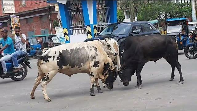 Bull fighting on road /jalpaiguri india fight between two bull @nature70014 #bullfighteronly #bull Bull fighting on road /jalpaiguri india fight between two bull @nature70014 #bullfighteronly #bull