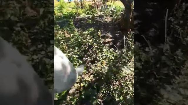 Поймал зайца на даче несу за уши Поймал зайца на даче несу за уши