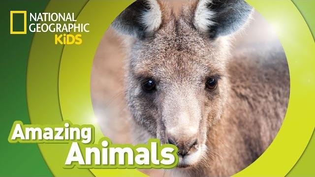 Eastern gray kangaroo | amazing animals Eastern gray kangaroo | amazing animals