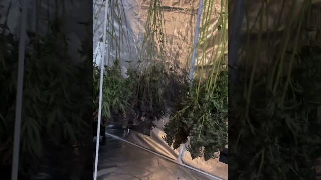 #marshydro #grow #harvest #marshydro #grow #harvest