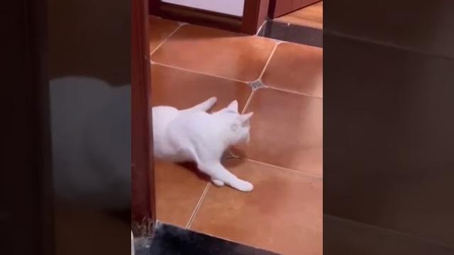 Pussy cat funny moments #cat #catsounds #tiktok #cat#meow #wildlife #short #cutebaby #pussycat Pussy cat funny moments #cat #catsounds #tiktok #cat#meow #wildlife #short #cutebaby #pussycat