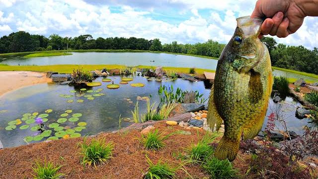 Adding crappie to the 5 acre pond! Adding crappie to the 5 acre pond!