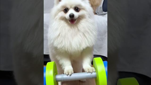 Nico:am i superman? #dog #nico #cutedoggies #funny #cute Nico:am i superman? #dog #nico #cutedoggies #funny #cute