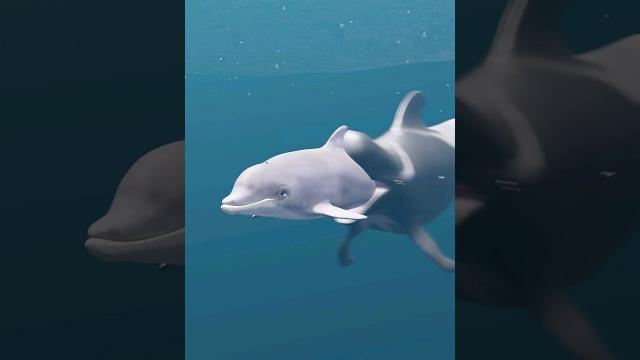 Dolphin vs whale | bottlenose dolphin vs blue whale Dolphin vs whale | bottlenose dolphin vs blue whale