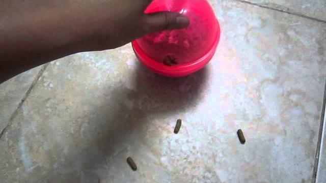 Egg feeder for small pets Egg feeder for small pets