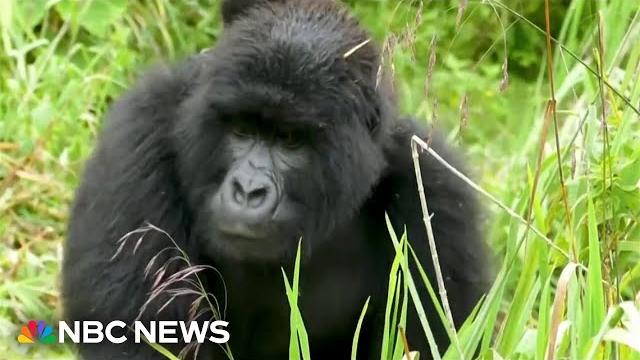 Scientist settles the viral '100 men vs gorilla' debate Scientist settles the viral '100 men vs gorilla' debate