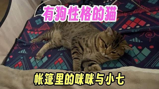 这只猫有狗的性格!小七是个护卫猫~帐篷里的咪咪小七在干啥? 这只猫有狗的性格!小七是个护卫猫~帐篷里的咪咪小七在干啥?