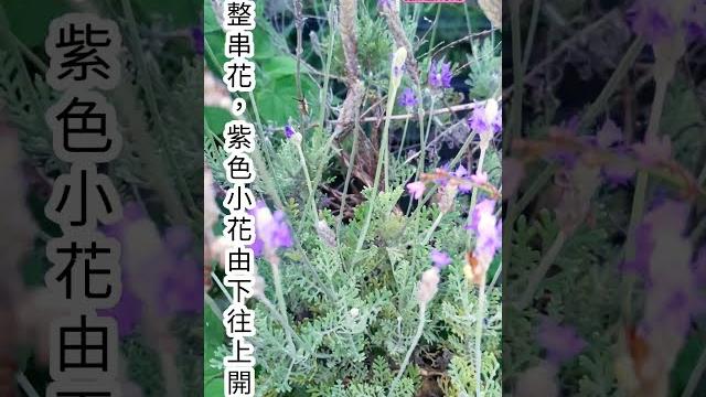 羽葉薰衣草|台灣最常見的薰衣草|花色鮮豔 / 花期長|fernleaf lavender 羽葉薰衣草|台灣最常見的薰衣草|花色鮮豔 / 花期長|fernleaf lavender