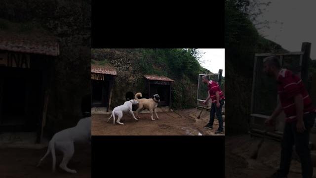 What happens next | dogo argentino attacks a kangal What happens next | dogo argentino attacks a kangal