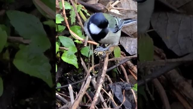 Japanese tit,(parus minor),大山雀 。 #birds Japanese tit,(parus minor),大山雀 。 #birds