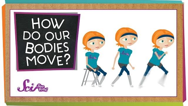 How do our bodies move? How do our bodies move?