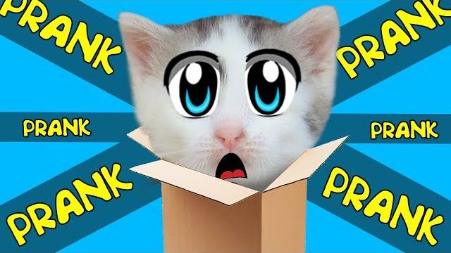 Новые приколы с котами! 5 пранков и приколов для животных! кот малыш и кошечка мурка разыграны Новые приколы с котами! 5 пранков и приколов для животных! кот малыш и кошечка мурка разыграны