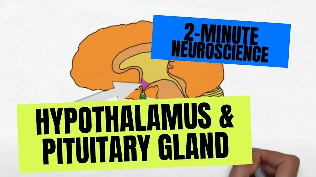 2-minute neuroscience: hypothalamus & pituitary gland 2-minute neuroscience: hypothalamus & pituitary gland