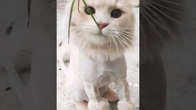 Cute cat #shorts #shortsvideo #trendingshorts #cat #funny #pets #catlover #animals #catvideos #fypシ Cute cat #shorts #shortsvideo #trendingshorts #cat #funny #pets #catlover #animals #catvideos #fypシ