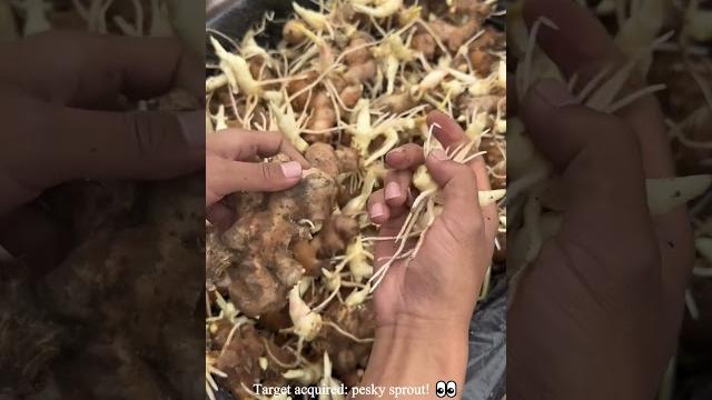 Ginger asmr? that sprout snap is addictive! #asmr #satisfying #ginger #foodie #oddlysatisfying Ginger asmr? that sprout snap is addictive! #asmr #satisfying #ginger #foodie #oddlysatisfying