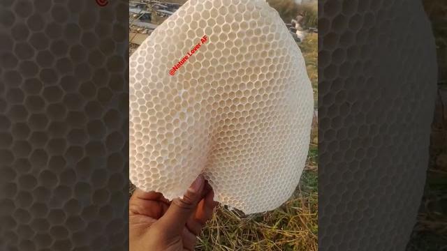 Bee honeyfarming | pure honey order now7031697732 | #shorts #like #beefarming #shots #beehoney #bee Bee honeyfarming | pure honey order now7031697732 | #shorts #like #beefarming #shots #beehoney #bee