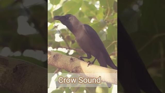 Crow sound #shorts Crow sound #shorts