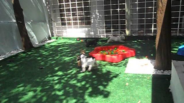 Creche dog store vila mariana Creche dog store vila mariana