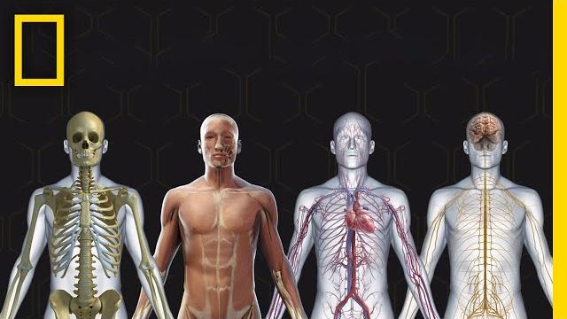 Human body 101 | national geographic Human body 101 | national geographic