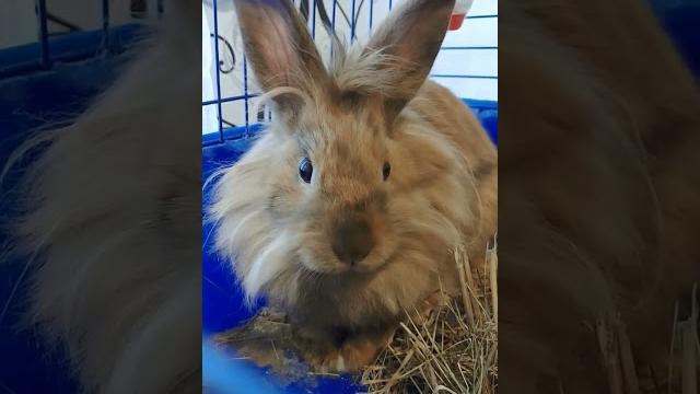 Rabbit Rabbit