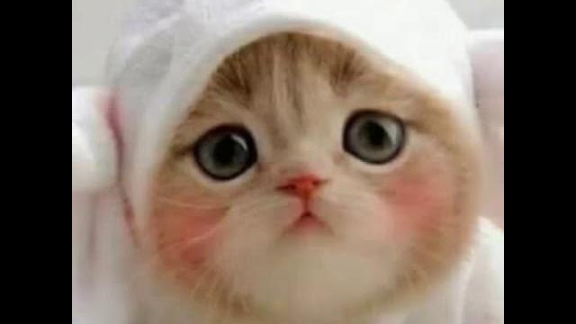 Bokep indo Bokep indo