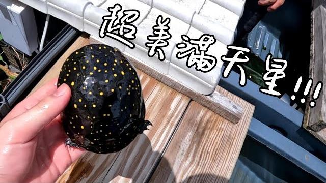 槑龜園,龜龜環境全都錄【九桃分享養爬蟲-《reptiles》】 槑龜園,龜龜環境全都錄【九桃分享養爬蟲-《reptiles》】