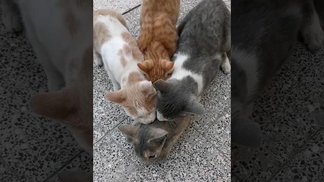 Cats mating Cats mating